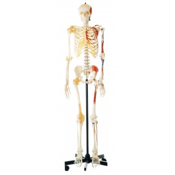 DELUX LIFE-SIZE HUMAN SKELETON COLORED 170CMS TALL WITH ENTHESIS OF MUSCLES